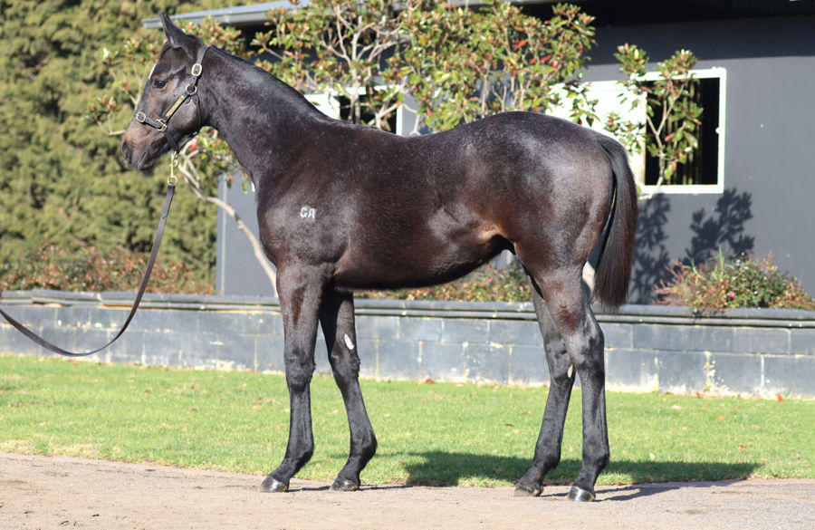Rosemont Stud - Great Southern Weanling Sale Lot 161