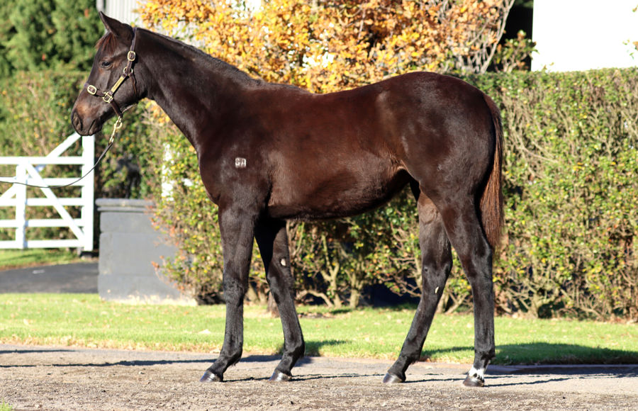 Rosemont Stud - Great Southern Weanling Sale Lot 170