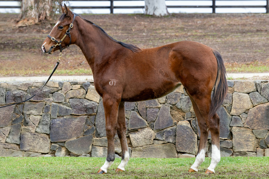 Twin Hills Stud - Great Southern Weanling Sale Lot 173