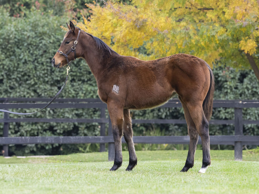 Blue Gum Farm - Great Southern Weanling Sale Lot 180