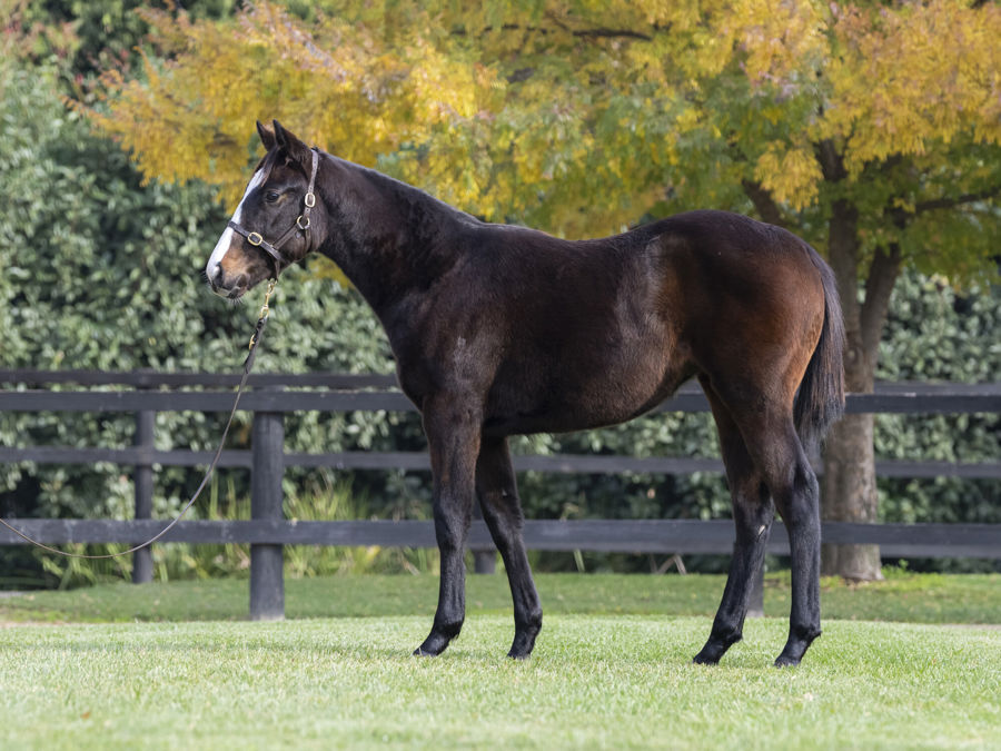 Blue Gum Farm - Great Southern Weanling Sale Lot 187