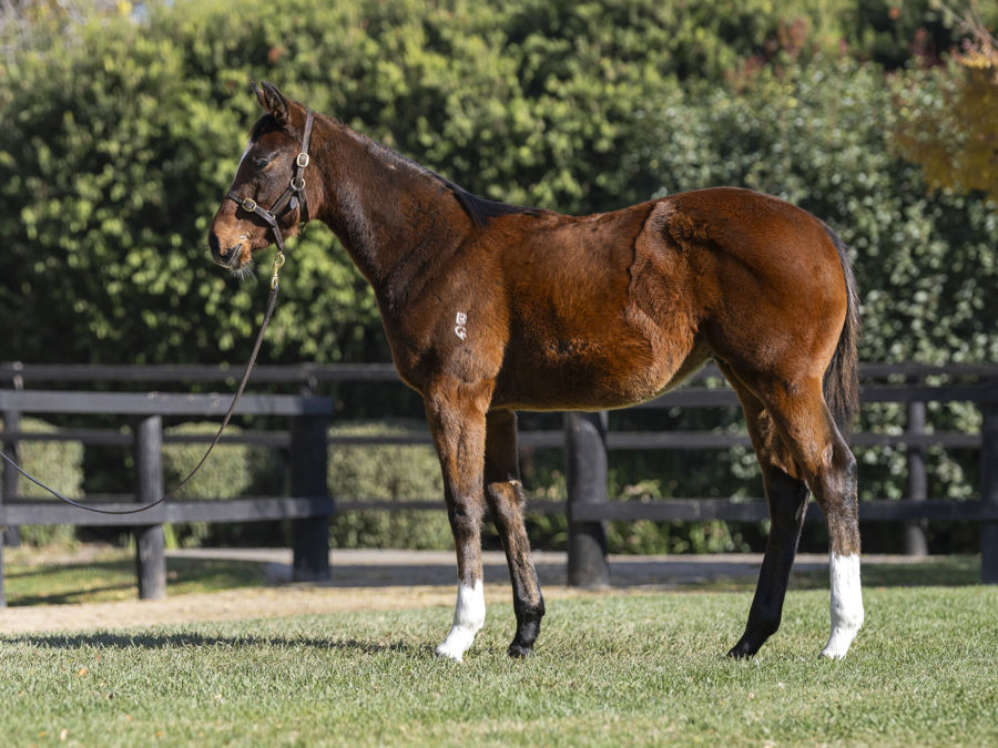 Blue Gum Farm - Great Southern Weanling Sale Lot 190