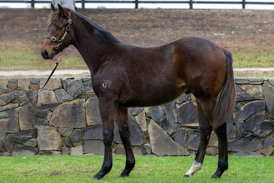 Twin Hills Stud - Great Southern Weanling Sale Lot 191