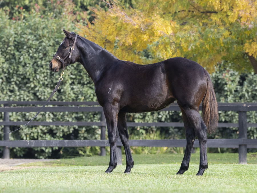Blue Gum Farm - Great Southern Weanling Sale Lot 192