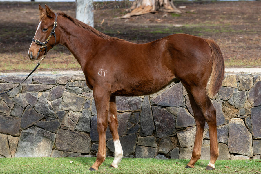 Twin Hills Stud - Great Southern Weanling Sale Lot 193