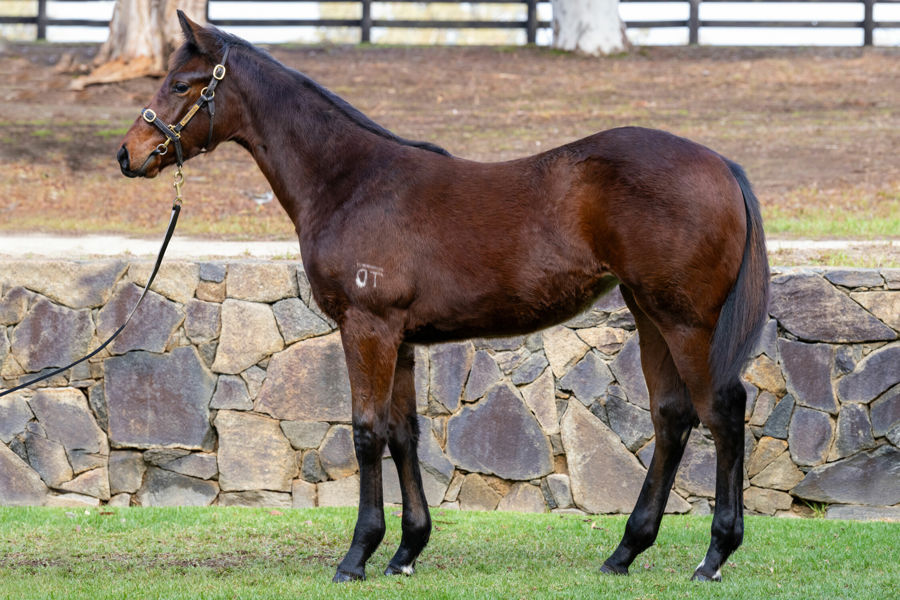 Twin Hills Stud - Great Southern Weanling Sale Lot 194