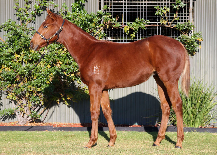 Longwood Thoroughbred Farm - Great Southern Weanling Sale Lot 195