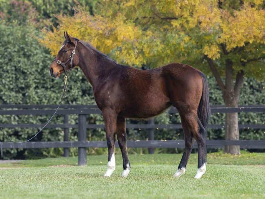Blue Gum Farm - Great Southern Weanling Sale Lot 200