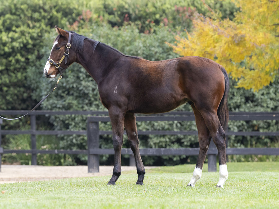 Blue Gum Farm - Great Southern Weanling Sale Lot 201