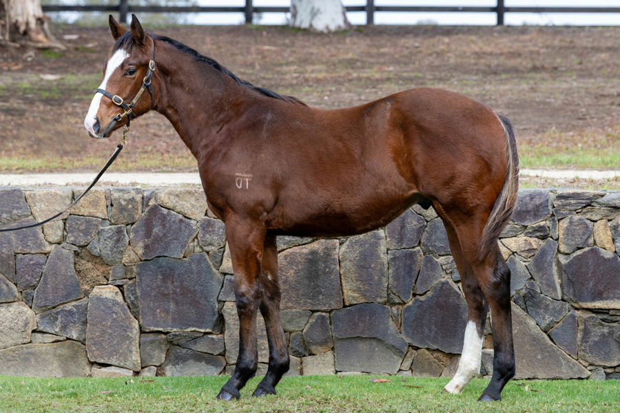 Twin Hills Stud - Great Southern Weanling Sale Lot 207