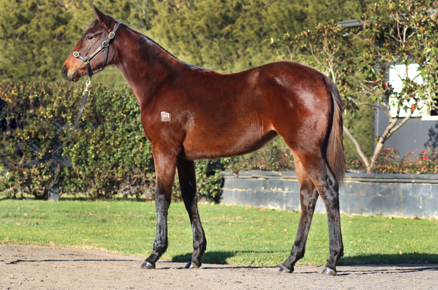 Rosemont Stud - Great Southern Weanling Sale Lot 211