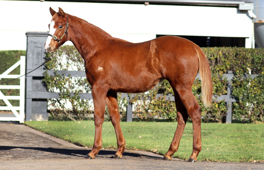 Rosemont Stud - Great Southern Weanling Sale Lot 213
