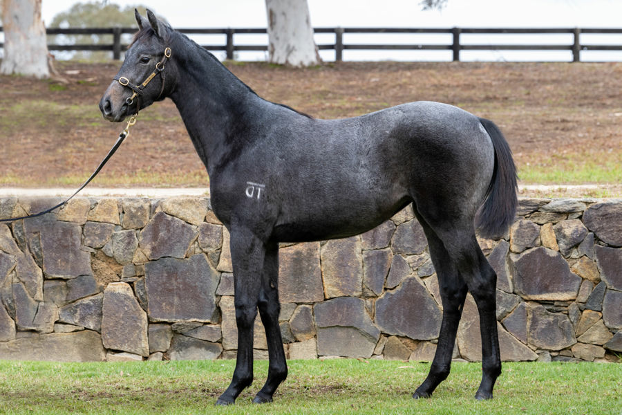 Twin Hills Stud - Great Southern Weanling Sale Lot 216