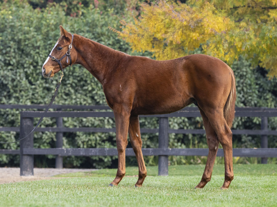 Blue Gum Farm - Great Southern Weanling Sale Lot 226