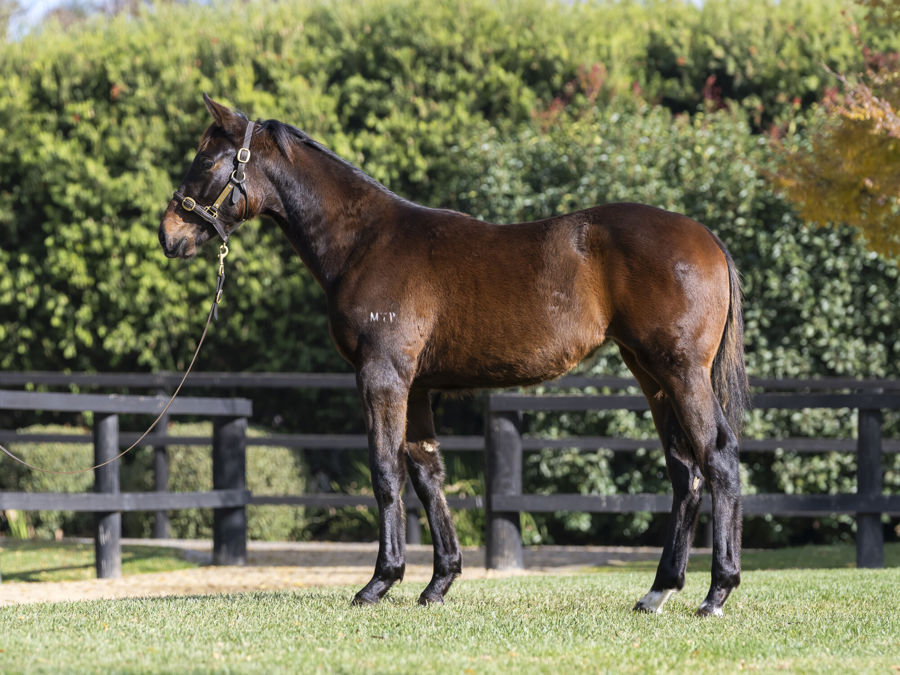 Blue Gum Farm - Great Southern Weanling Sale Lot 230