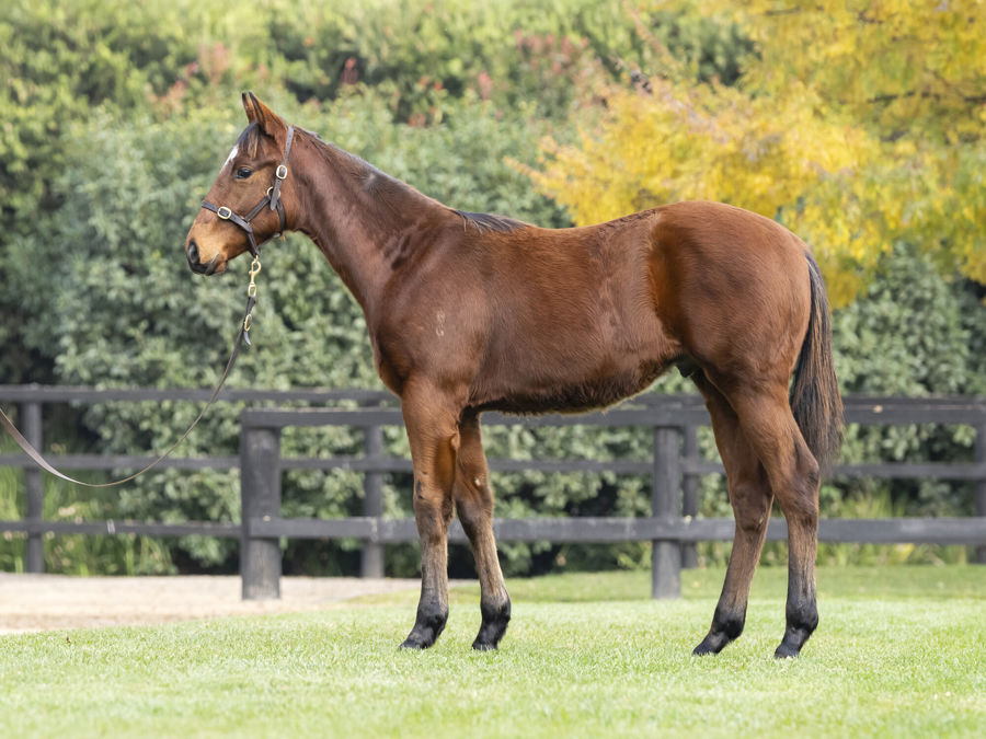 Blue Gum Farm - Great Southern Weanling Sale Lot 235
