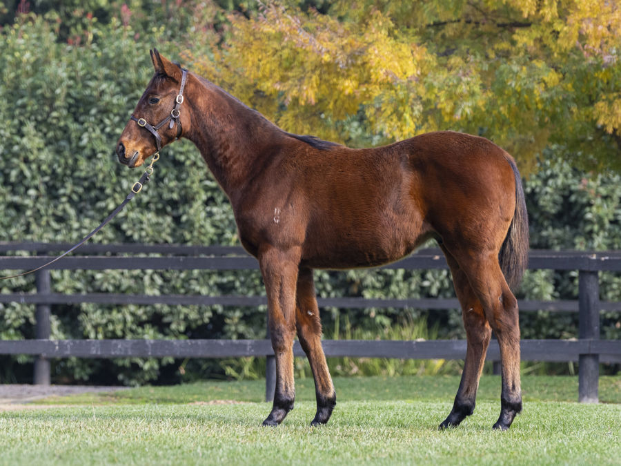 Blue Gum Farm - Great Southern Weanling Sale Lot 243