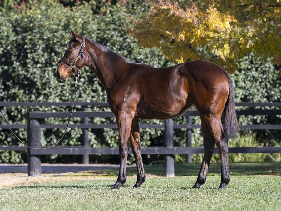 Blue Gum Farm - Great Southern Weanling Sale Lot 248