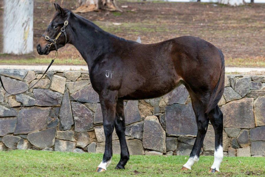 Twin Hills Stud - Great Southern Weanling Sale Lot 250