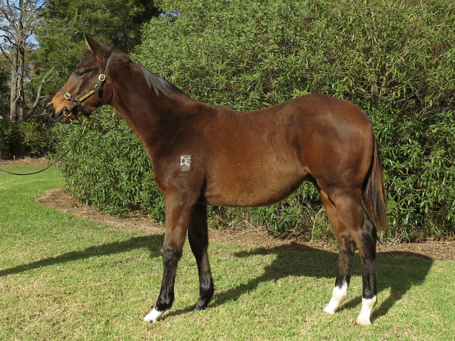 Bombora Downs - Great Southern Weanling Sale Lot 281