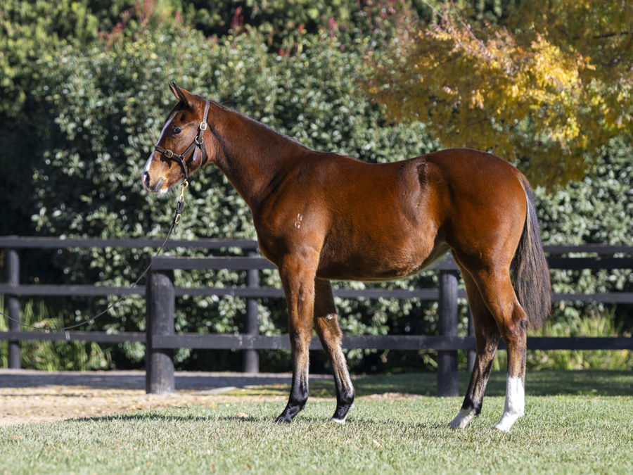 Blue Gum Farm - Great Southern Weanling Sale Lot 288