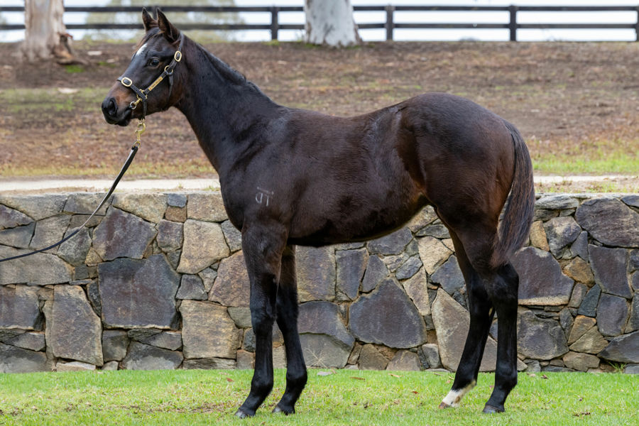 Twin Hills Stud - Great Southern Weanling Sale Lot 290
