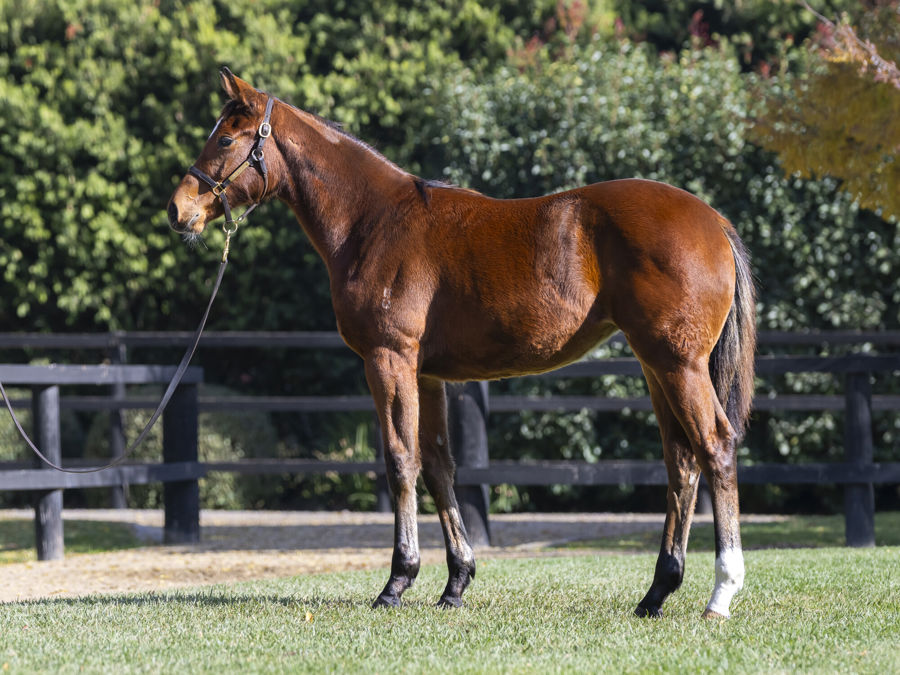 Blue Gum Farm - Great Southern Weanling Sale Lot 291