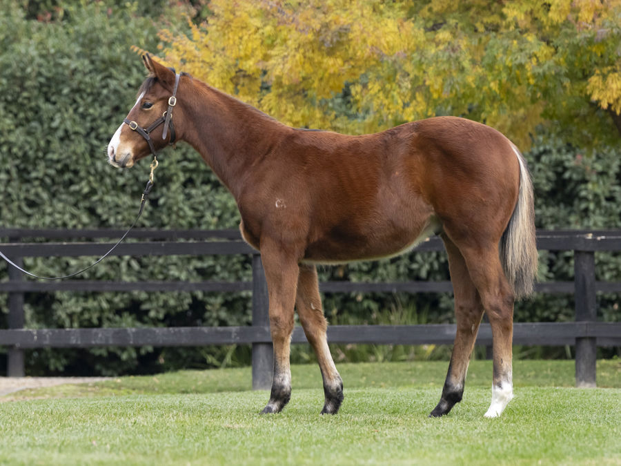 Blue Gum Farm - Great Southern Weanling Sale Lot 298