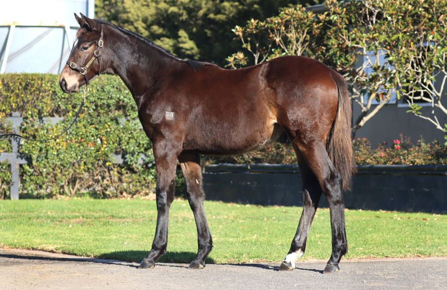 Rosemont Stud - Great Southern Weanling Sale Lot 300