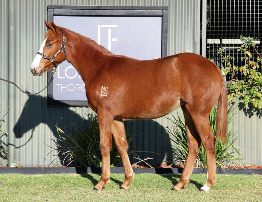 Longwood Thoroughbred Farm - Great Southern Weanling Sale Lot 301
