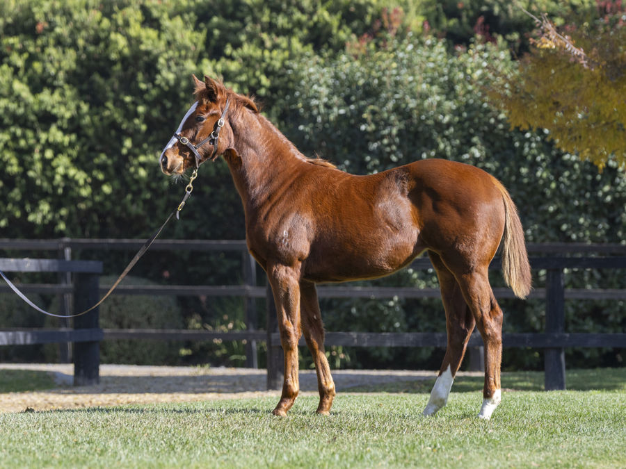 Blue Gum Farm - Great Southern Weanling Sale Lot 310