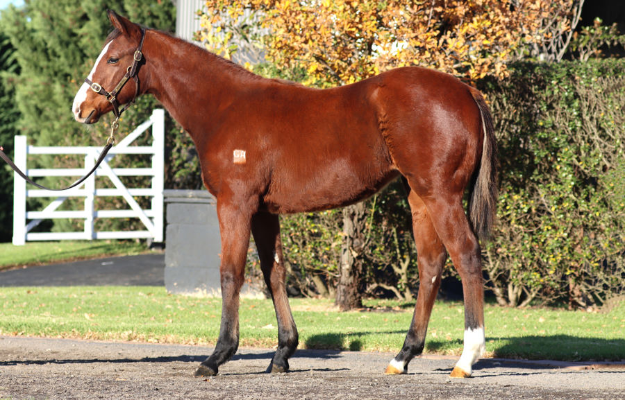 Rosemont Stud - Great Southern Weanling Sale Lot 317