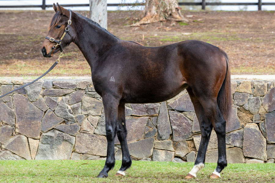 Twin Hills Stud - Great Southern Weanling Sale Lot 320