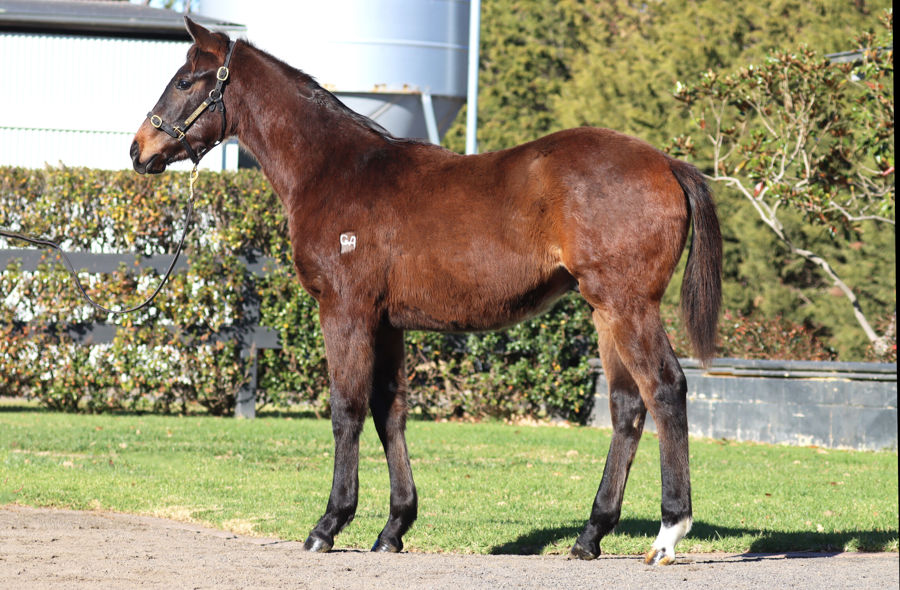 Rosemont Stud - Great Southern Weanling Sale Lot 34
