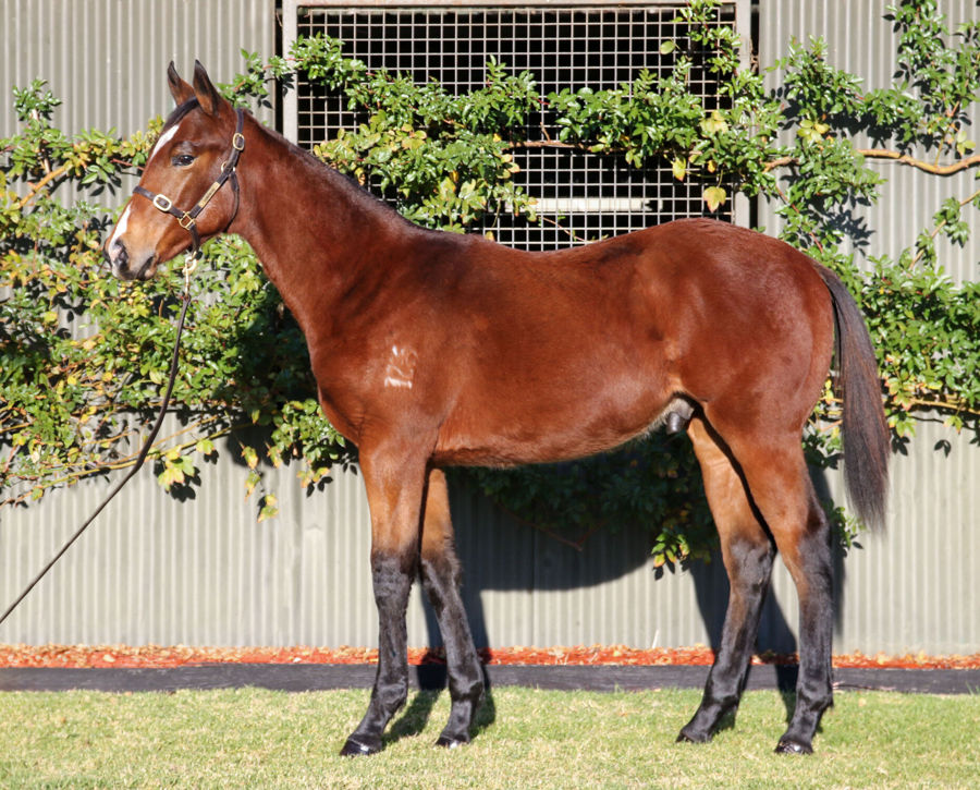 Longwood Thoroughbred Farm - Great Southern Weanling Sale Lot 36