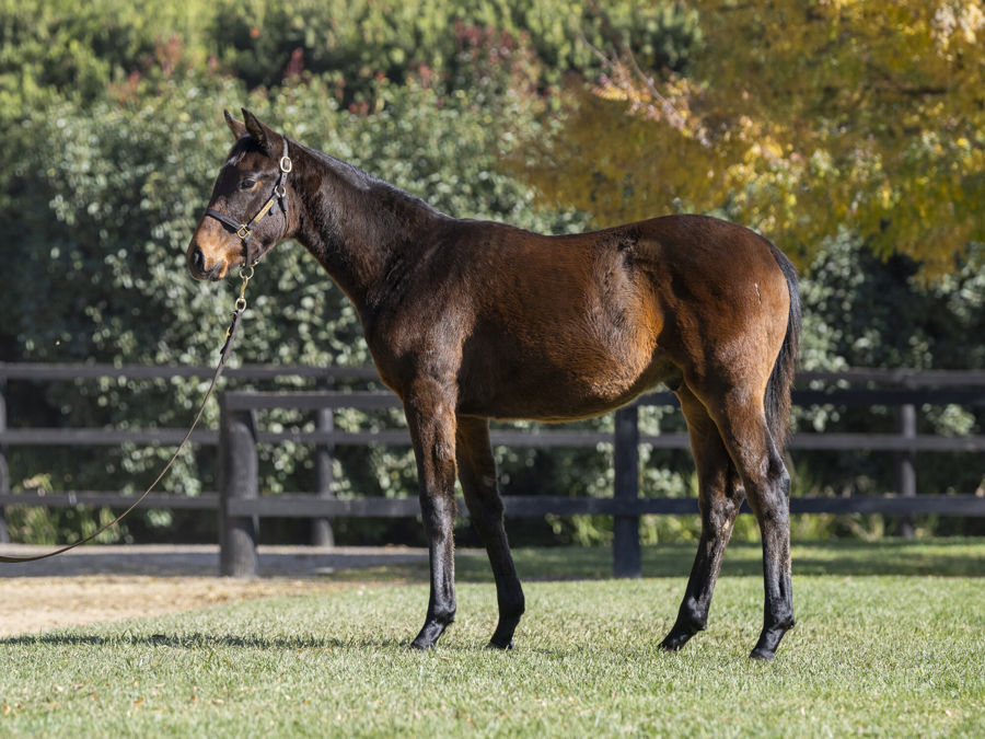 Blue Gum Farm - Great Southern Weanling Sale Lot 38