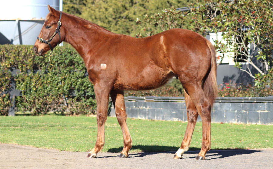 Rosemont Stud - Great Southern Weanling Sale Lot 43