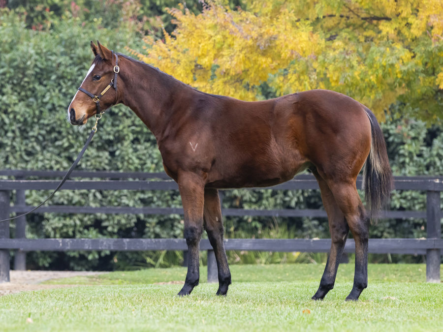 Blue Gum Farm - Great Southern Weanling Sale Lot 47