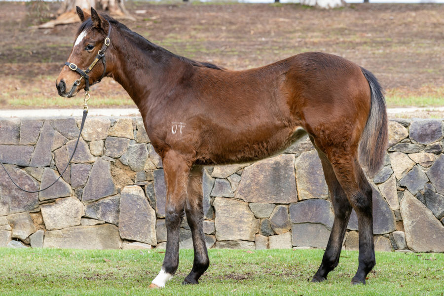 Twin Hills Stud - Great Southern Weanling Sale Lot 51