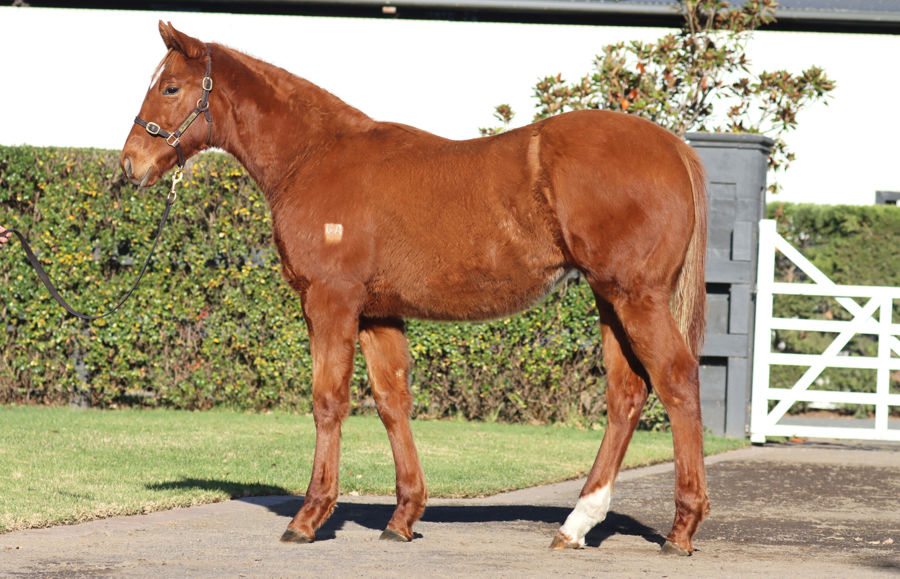 Rosemont Stud - Great Southern Weanling Sale Lot 59