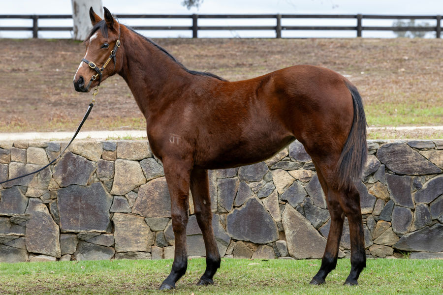 Twin Hills Stud - Great Southern Weanling Sale Lot 61