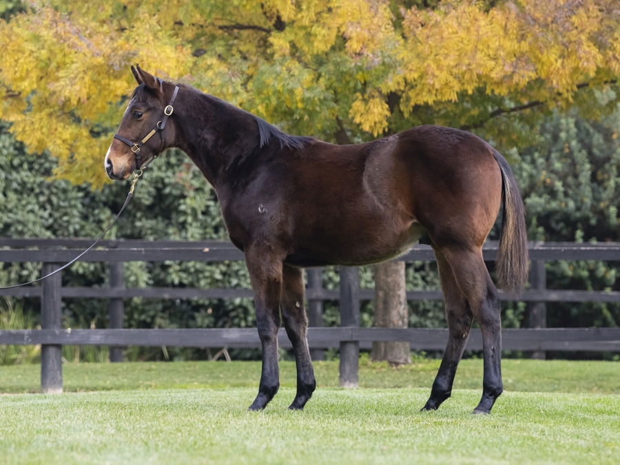Blue Gum Farm - Great Southern Weanling Sale Lot 63