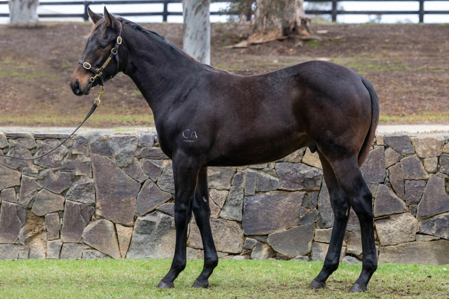 Twin Hills Stud - Great Southern Weanling Sale Lot 66