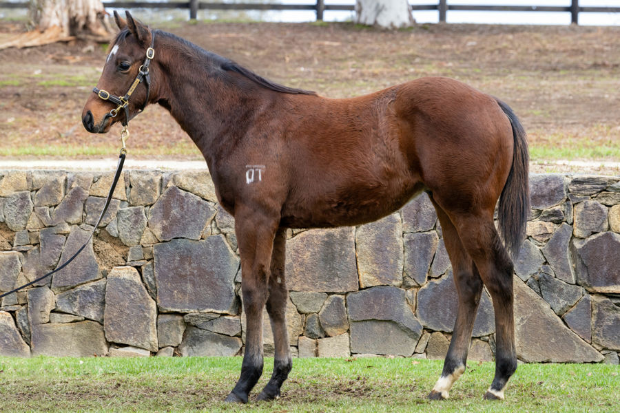 Twin Hills Stud - Great Southern Weanling Sale Lot 67