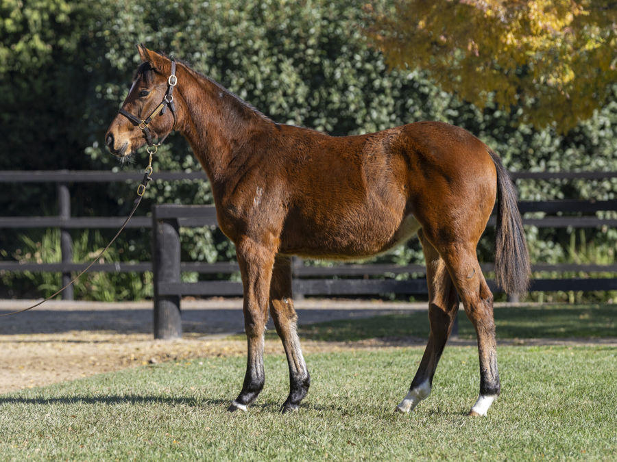 Blue Gum Farm - Great Southern Weanling Sale Lot 71