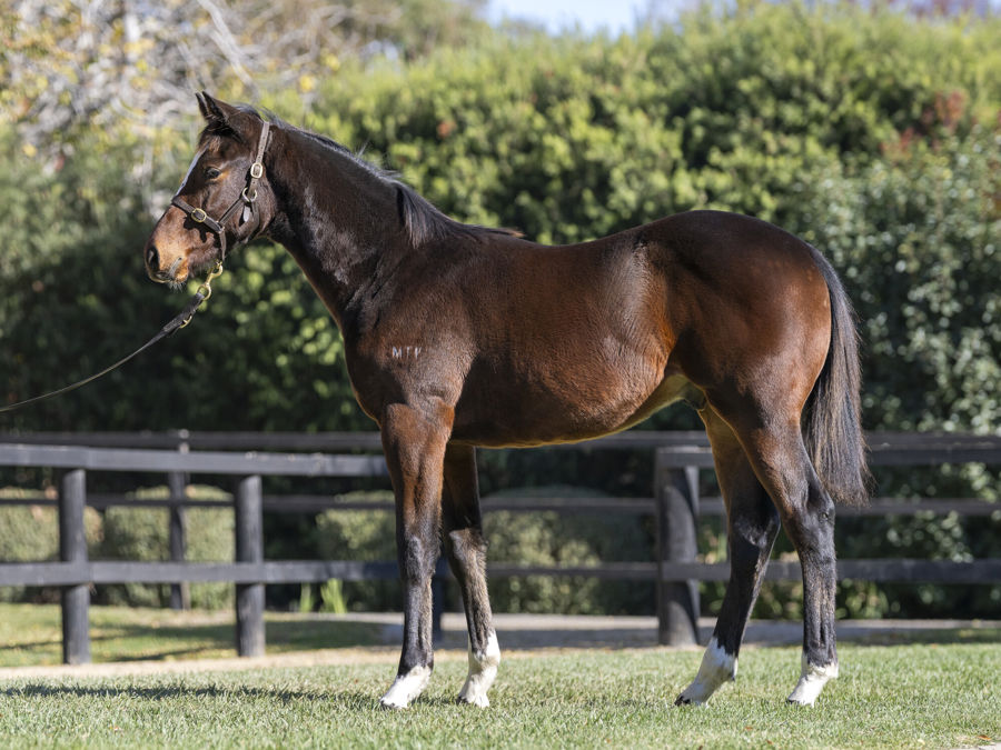 Blue Gum Farm - Great Southern Weanling Sale Lot 72