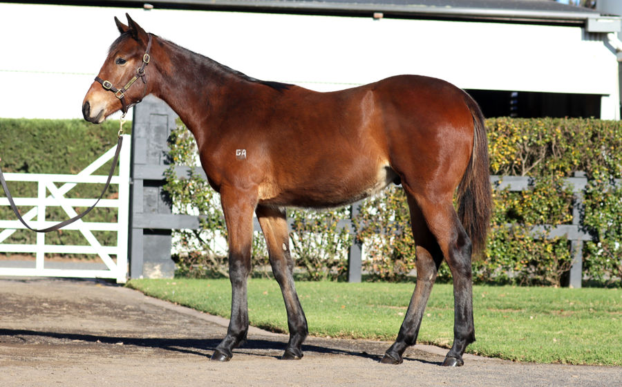 Rosemont Stud - Great Southern Weanling Sale Lot 88