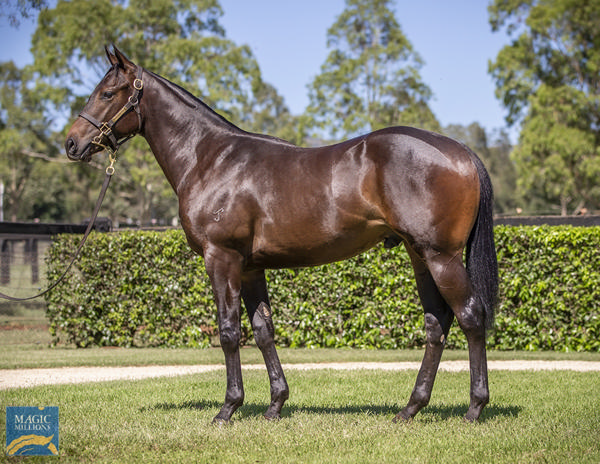 Yarraman Park Stud - Gold Coast Yearling Sale Lot 1001