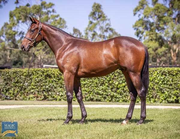 Yarraman Park Stud - Gold Coast Yearling Sale Lot 115