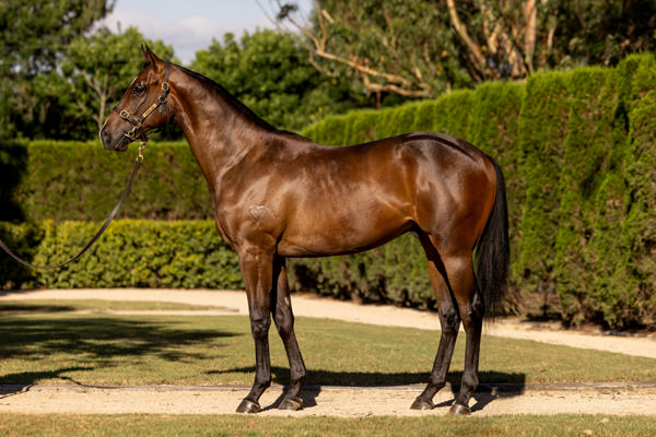 Torryburn Stud - Gold Coast Yearling Sale Lot 1183